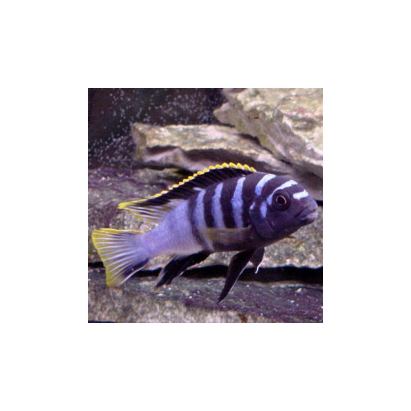 Labidochromis RedTop Mbamba Bay 5-6 cm lot de 2