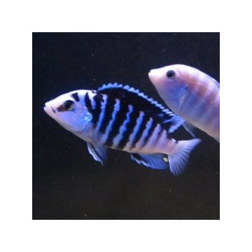 Labidochromis chisumulae 4-6cm