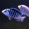 Labidochromis chisumulae 4-6cm lot de 2