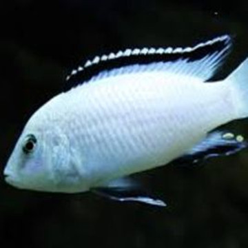 Labidochromis Nkhata Bay 5-6 cm lot de 2