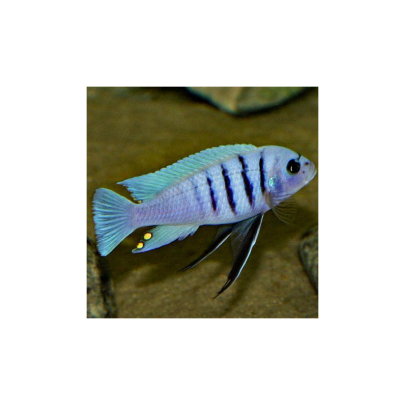 Cynotilapia Afra  4-6cm le lot de2