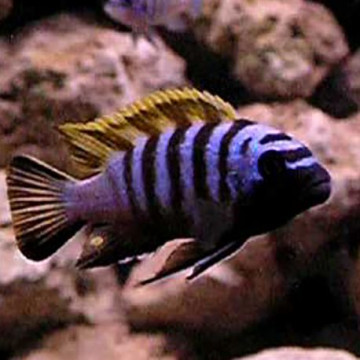 Cynotilapia Zebroides Jalo Reef le lot de2