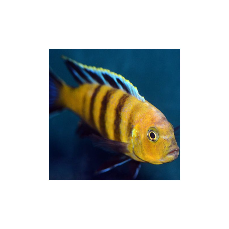 Cynotilapia sp. Lion's Cove 6-8cm lot de 2