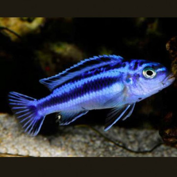 Melanochromis Maingano - cyaneorhabdos 4-5 cm le lot de 2 14,50 €