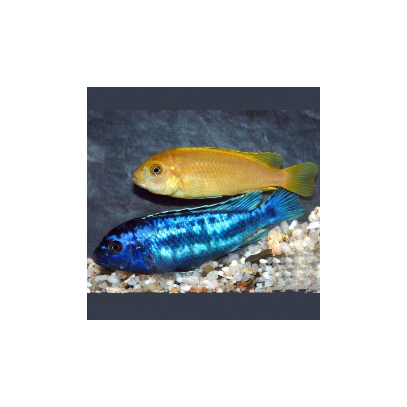 Melanochromis Johanni 6-8cm lot de 2