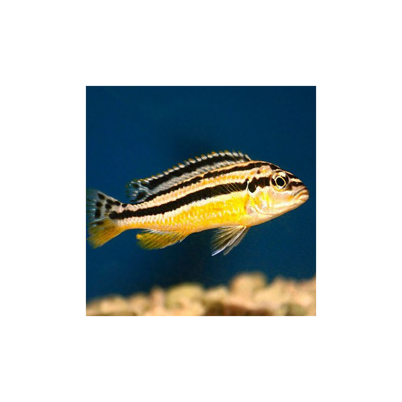 Melanochromis Auratus 4-5 cm le lot de 2               