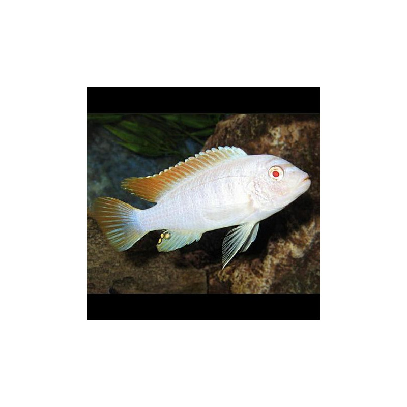 Maylandia greshakei Albino 6-8 cm lot de 2