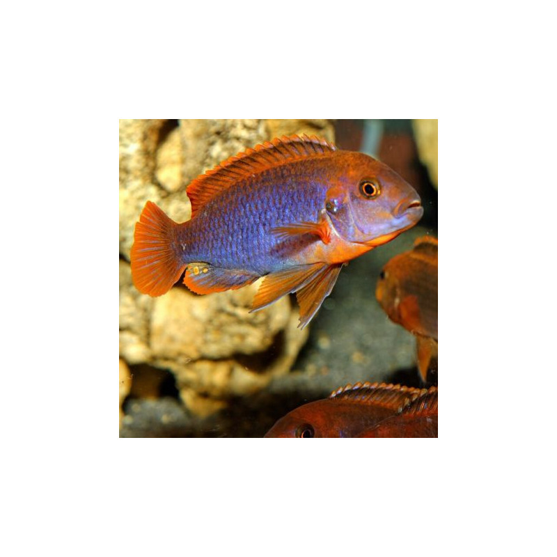 Iodotropheus sprengerae - Mbuna lavande lot de 2