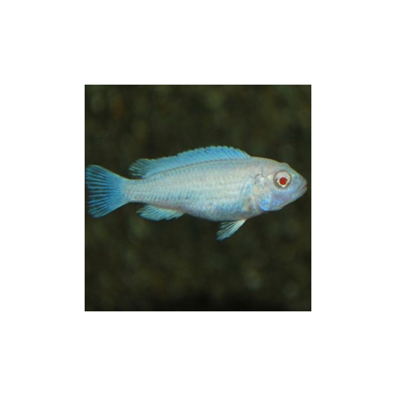 Chindongo socolofi Albino 6-8cm lot de 2