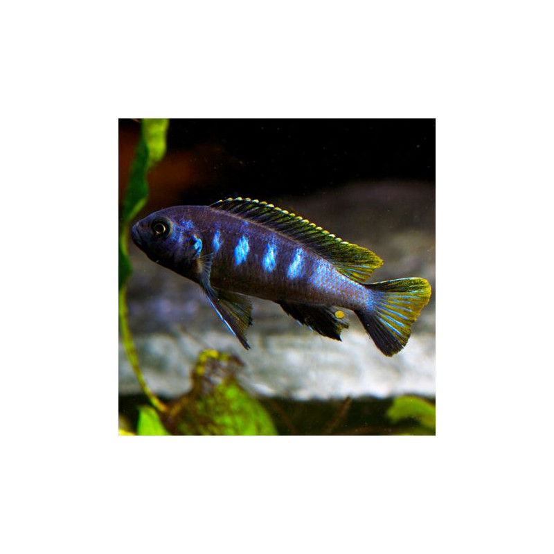 Chidongo elongatus Chewere 4-6cm lot de 2