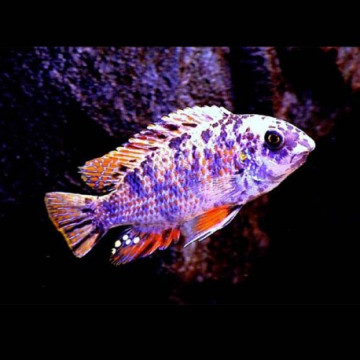 Labeotropheus Fuelleborni OB 6-8cm lot de 2