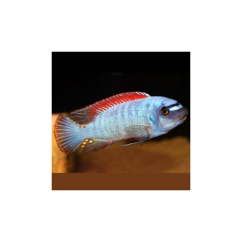 Labeotropheus Trewavasae 6-8cm lot de 2