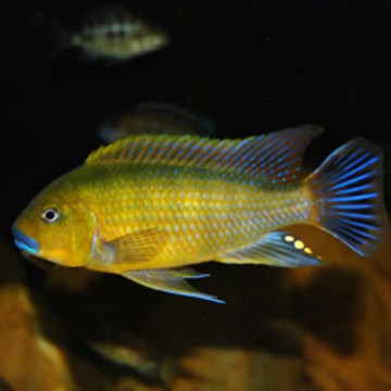 Pseudotropheus Sp Williamsi 8-10cm les 2