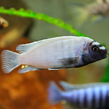 Pseudotropheus Polit Sp Tumbi 4-6 cm