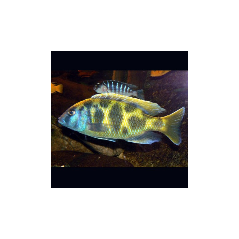 Nimbochromis venustus 4-6 cm 