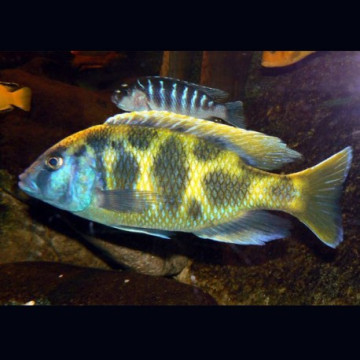 Nimbochromis venustus 4-6 cm  le lot de 2