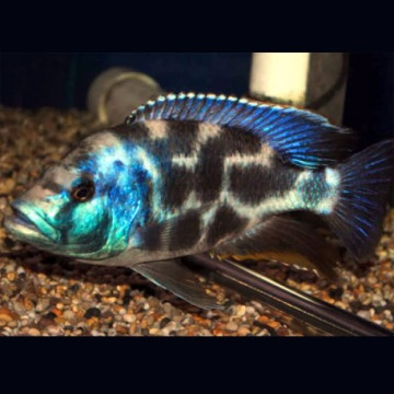 Nimbochromis livingstonii le couple 7-9 cm               