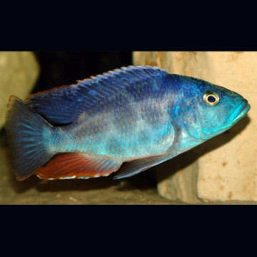 Haplochromis polystigma 9-11 cm le couple