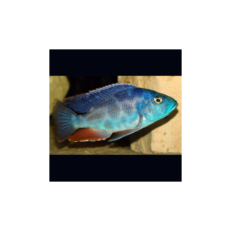 Haplochromis polistigma 9-11 cm