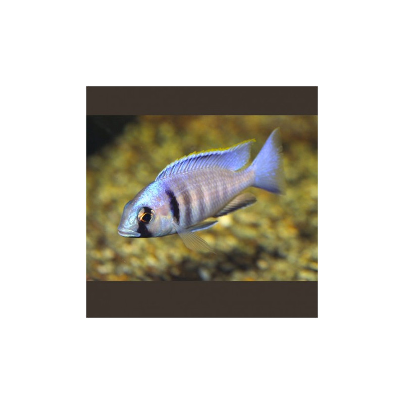 Placidochromis-Cyrtocara Electra 4-6cm lot de 2