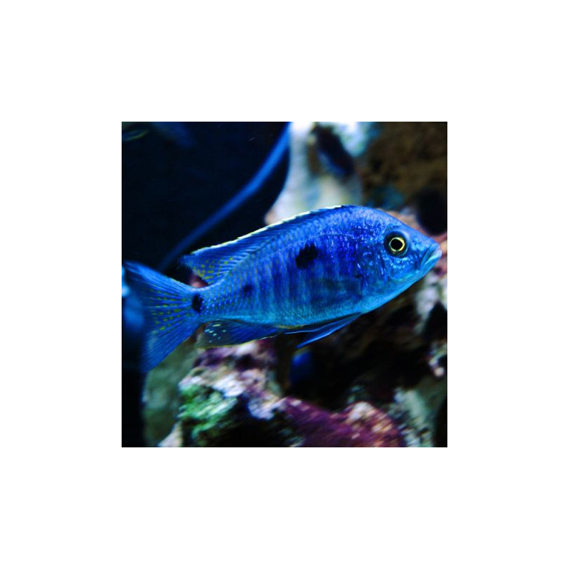 Copadichromis azureus 6-8cm