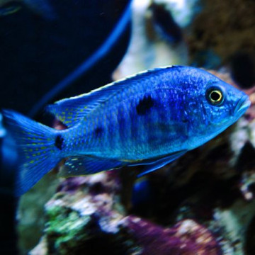 Copadichromis azureus 6-8cm lot de 2