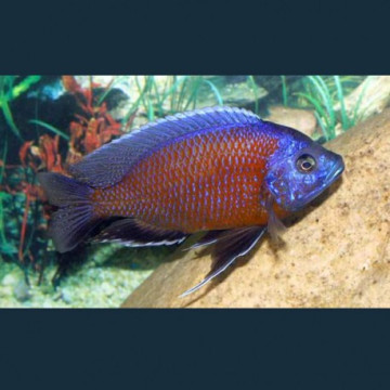 Copadichromis Borleyi Kadango Red 8-10cm lot de 2