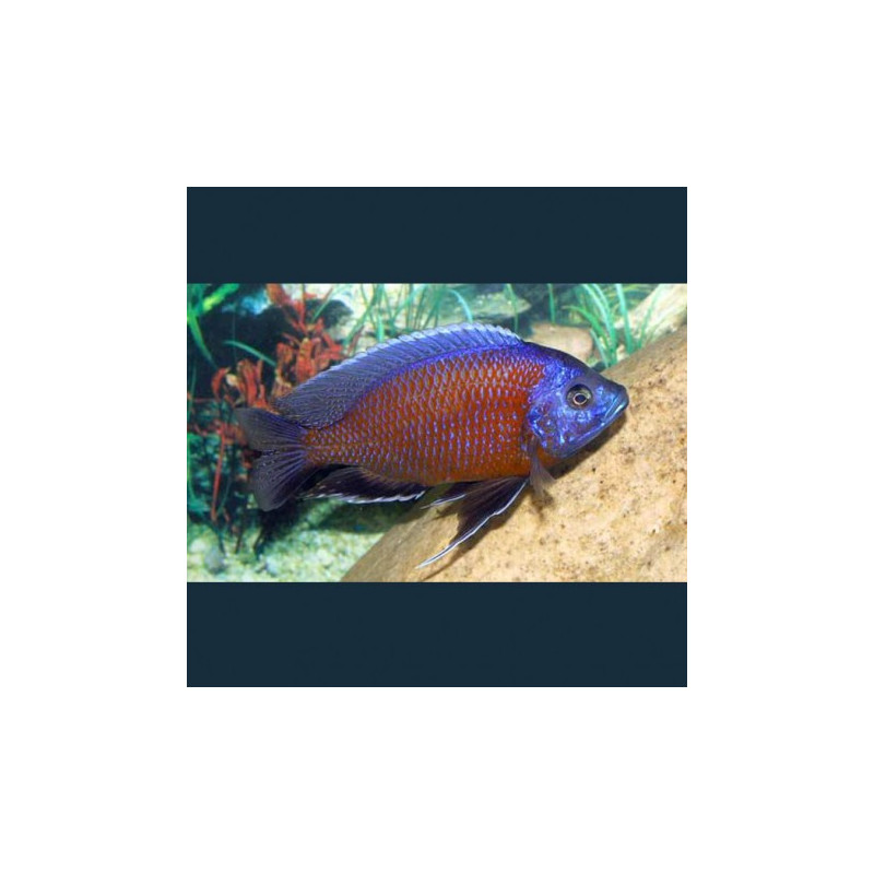 Copadichromis Borleyi Kadango Red 8-10cm lot de 2