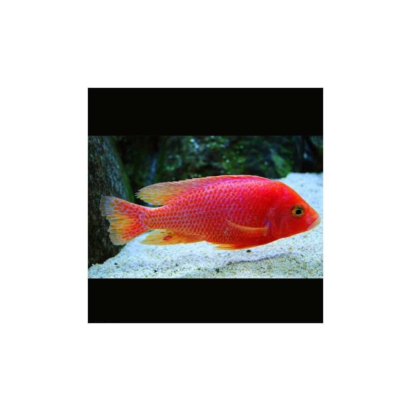 Aulonocara Sp FireFish 8-10 cm le couple