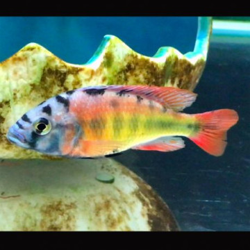 Haplochromis Species CH44 lot de 2