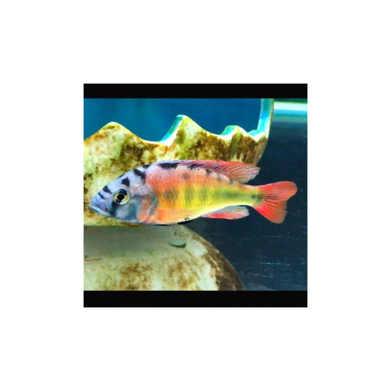 Haplochromis Species CH44 lot de 2