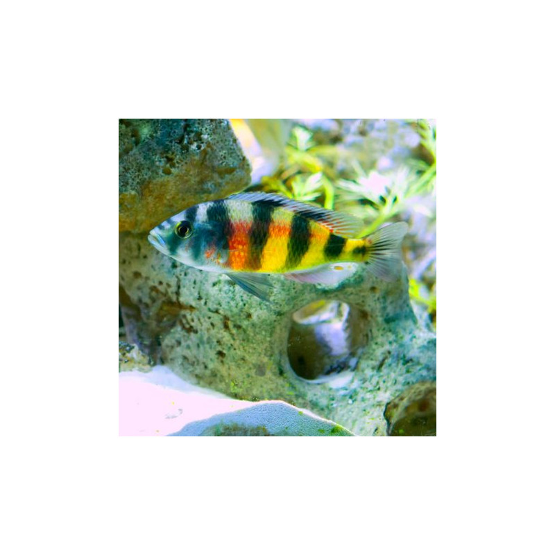 Haplochromis Obliquidens Zebra lot de 2