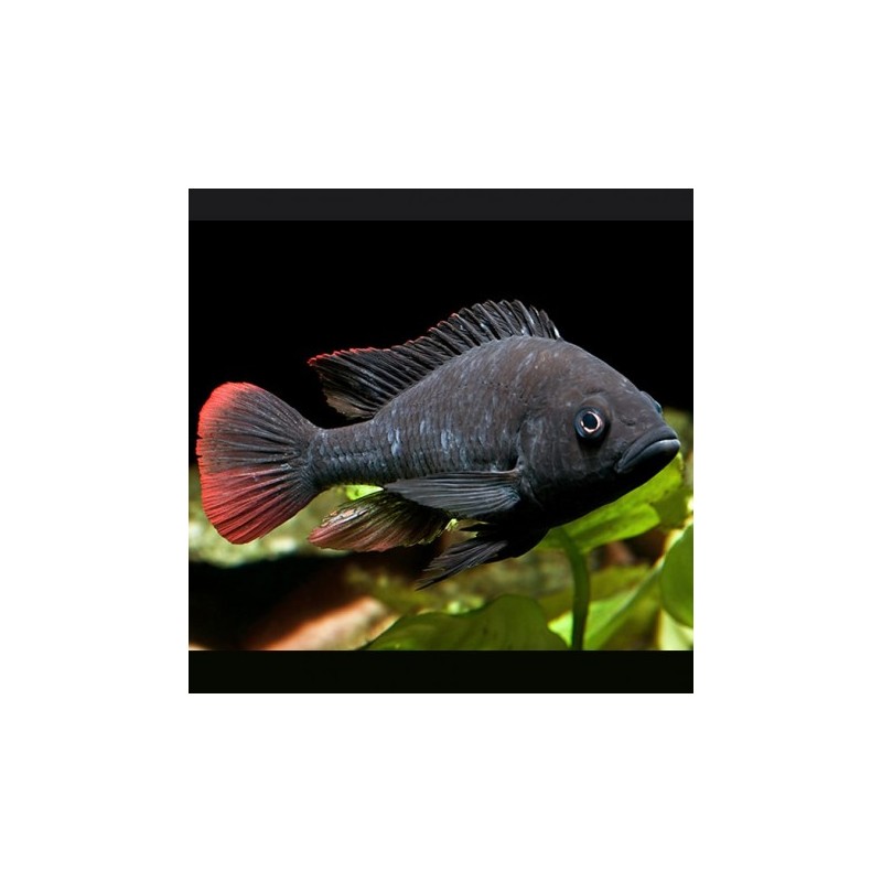  Haplochromis nubilus - Astatotilapia Nubila lot de 2