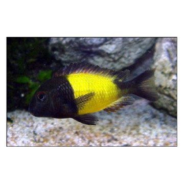 Tropheus Moorii Ikola 3-4 cm lot de 5