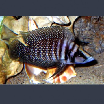 Altolamprologus calvus Black pearl 3-4cm lot de 2