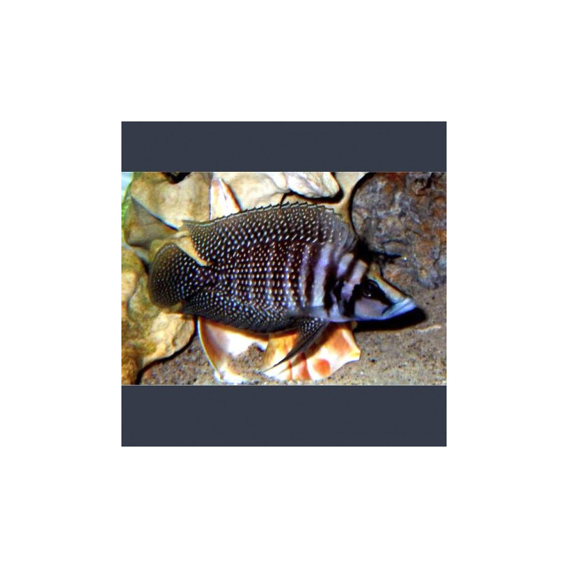 Altolamprologus calvus Black pearl 3-4cm lot de 2