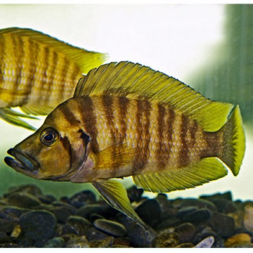 Altolamprologus compressiceps Gold 3-4 cm lot de 2