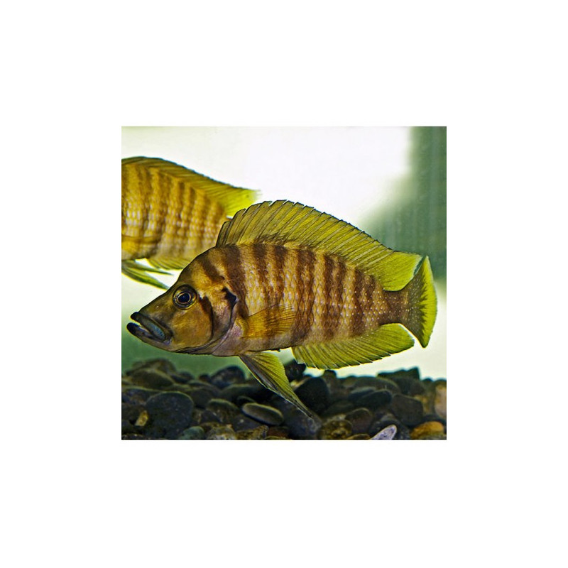 Altolamprologus compressiceps Gold 3-4 cm lot de 2