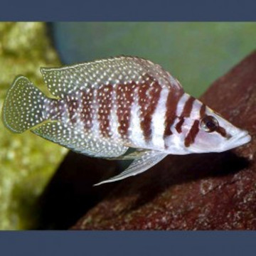 Altolamprologus calvus 3-4cm lot de 2               