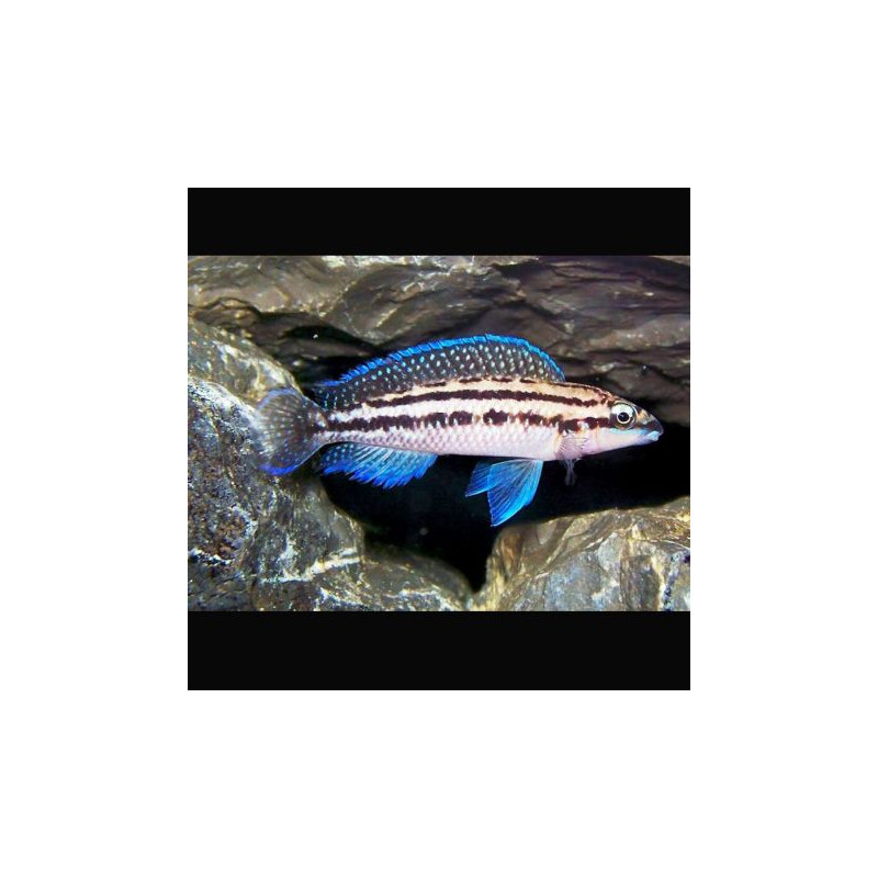 Julidochromis Dickfeldi 4-6cm lot de 5