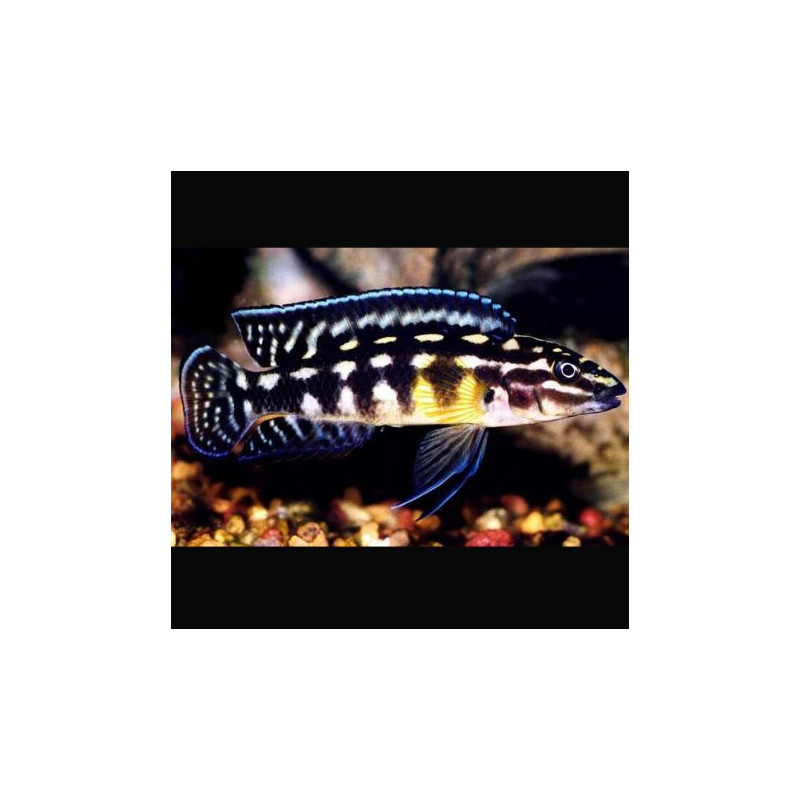 Julidochromis Marlieri 4-6cm lot de 5