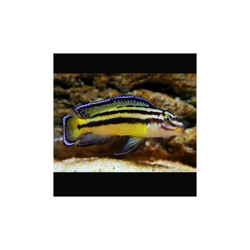 Julidochromis Regani Kippili 4-6cm lot de 5