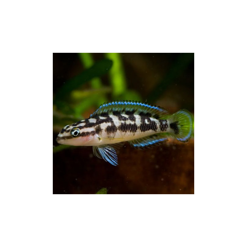 Julidochromis Transcriptus 5-6cm lot de 5