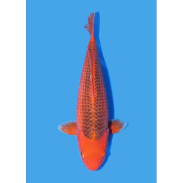 Koï Japon Aka Matsuba Nisai éleveur Ooya taille 45-50 cm