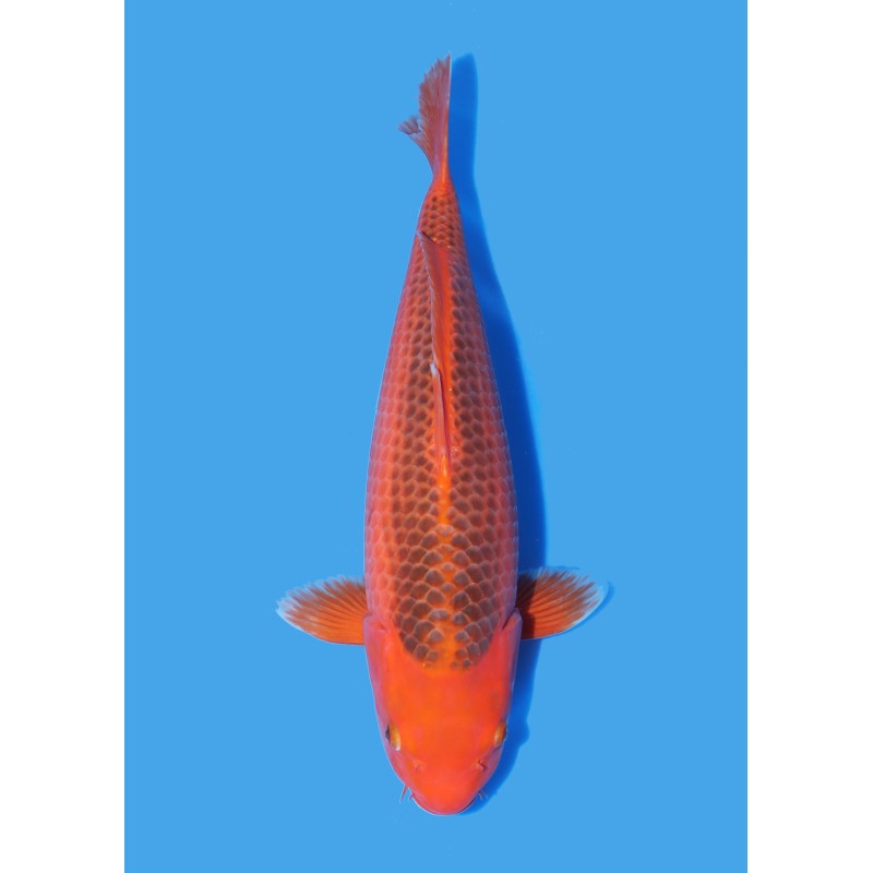 Koï Japon Aka Matsuba Nisai éleveur Ooya taille 45-50 cm