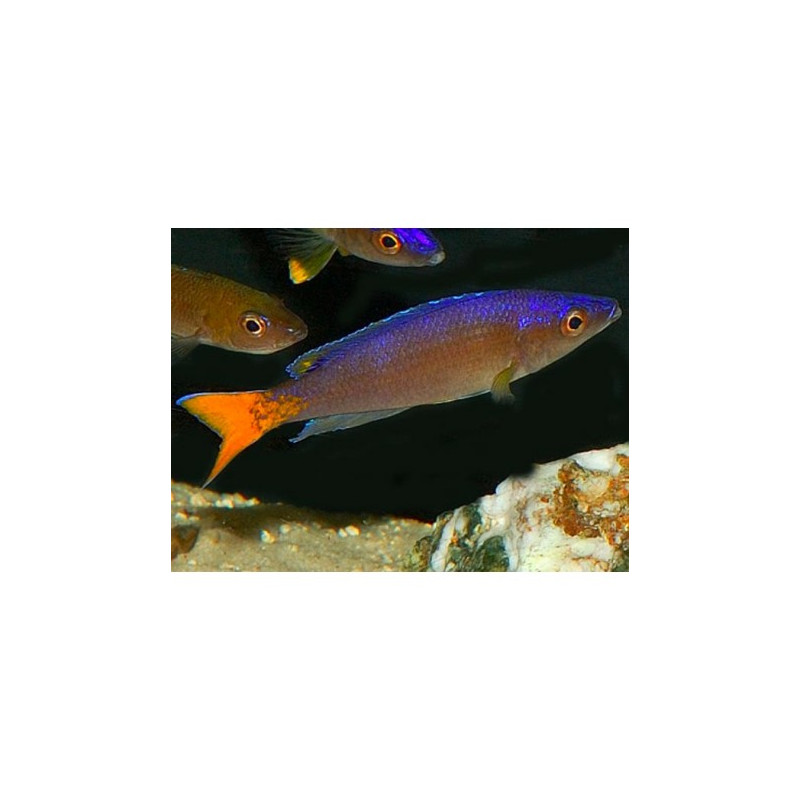 Cyprichromis Leptosoma 6-8 cm lot de 2