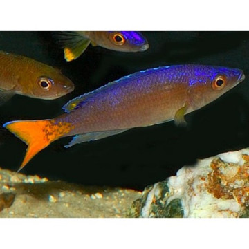 Cyprichromis Leptosoma 4-6 cm lot de 2