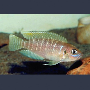 Neolamprologus Brevis 3-4cm 