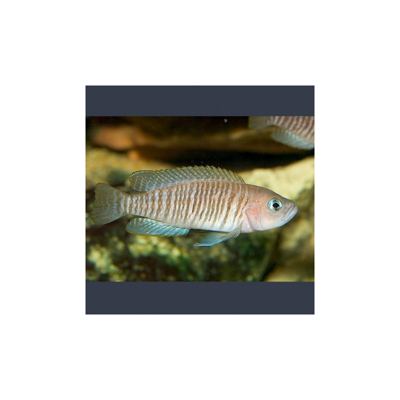 Neolamprologus multifasciatus 2-3cm lot de 2