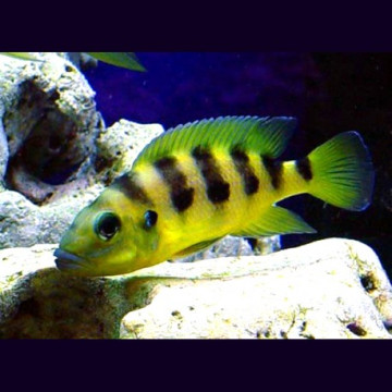 Neolamprologus Sexfasciatus Gold 5-6cm lot de 2    